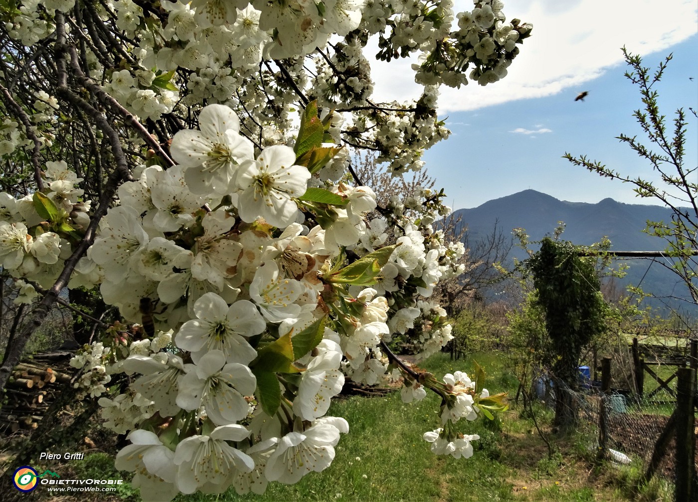 94 Bianchi fiori di melo baciati dal sole a chiusura della bella escursione .JPG